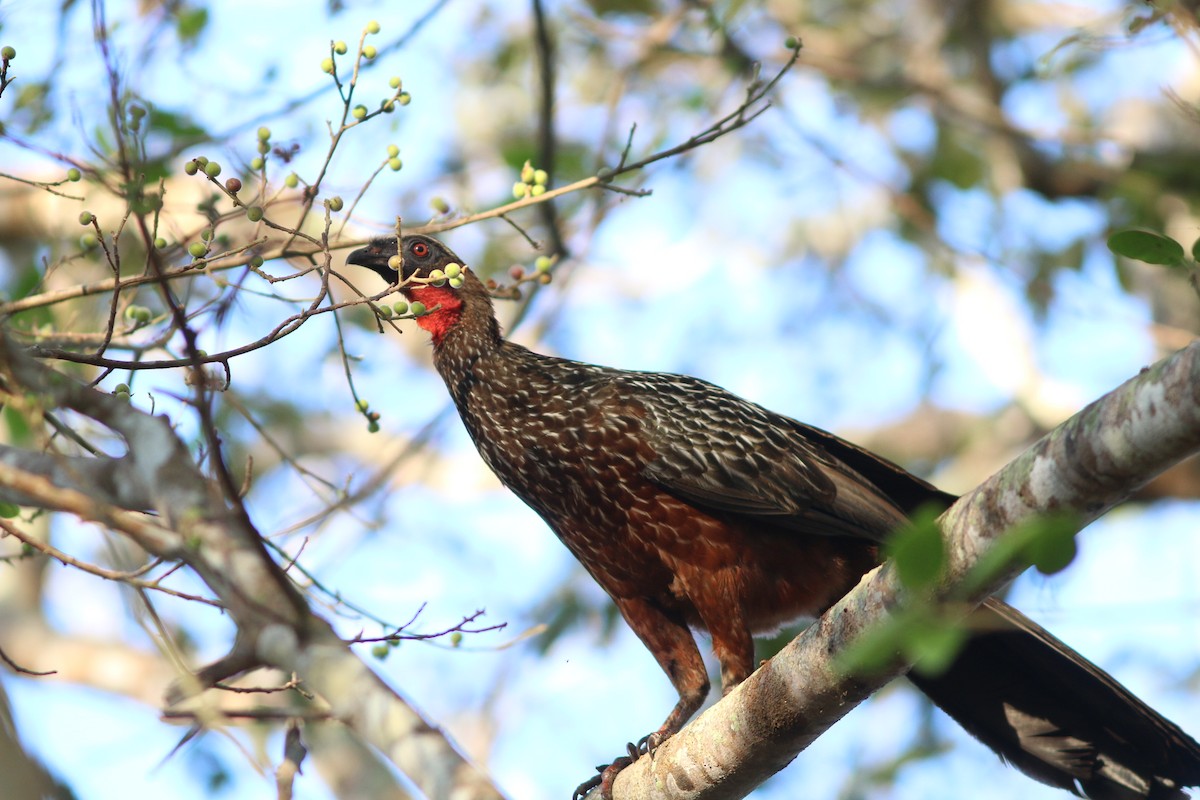 Chestnut-bellied Guan - Gabriel Abreu