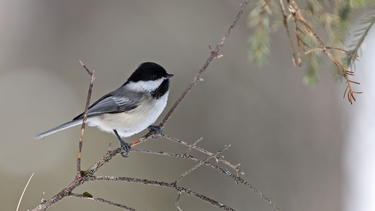 Black-capped Chickadee - ML91572421