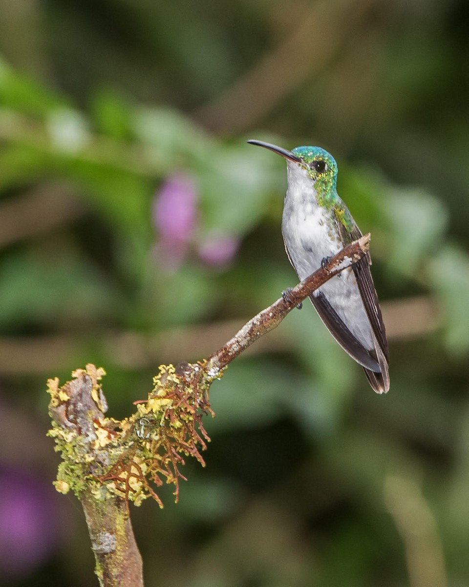 kolibřík andský - ML91573371