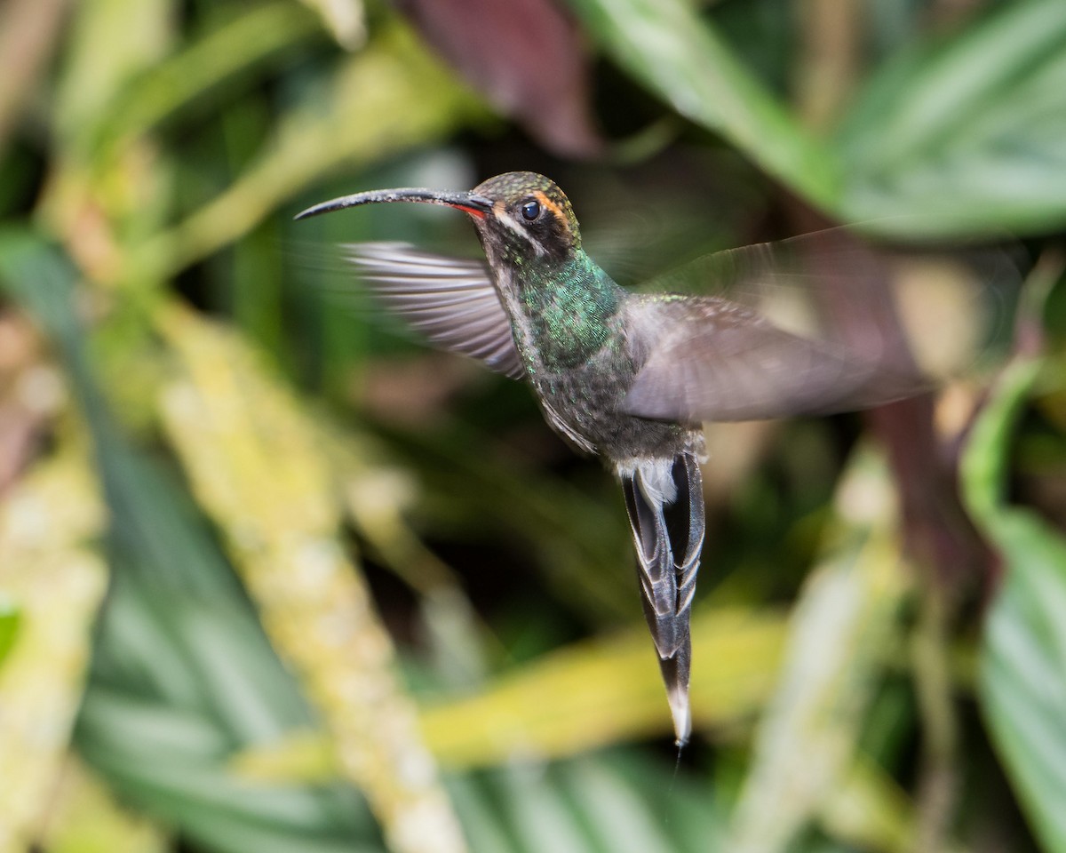 White-whiskered Hermit - ML91573601