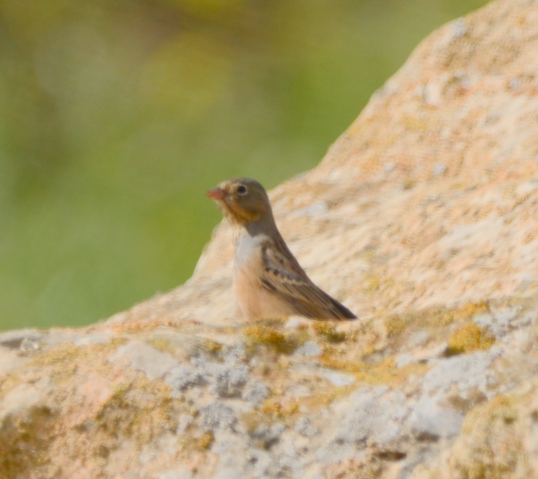 Cretzschmar's Bunting - Jerome Schwartz