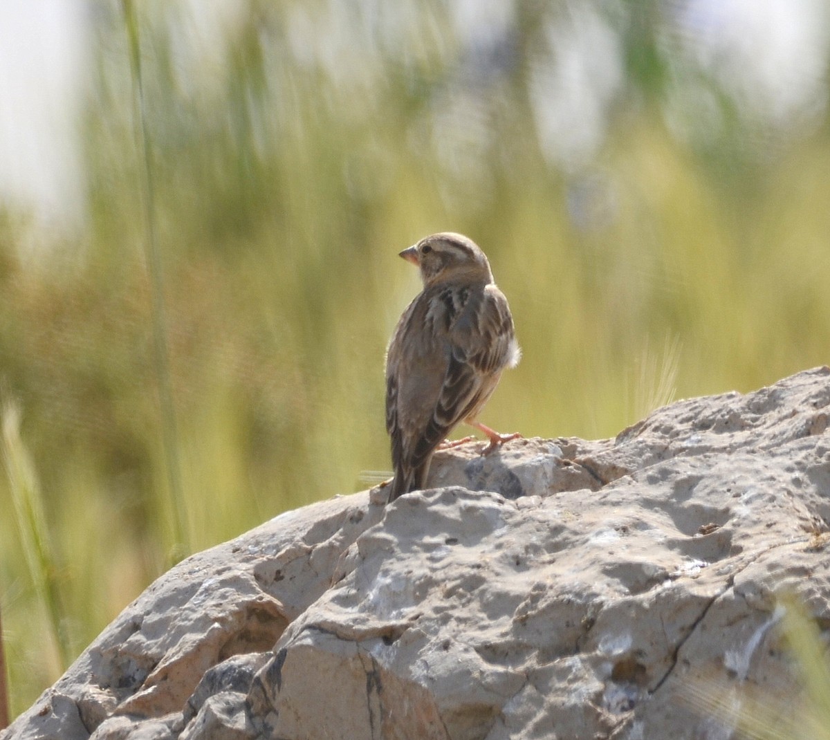 Pale Rockfinch - ML91575681