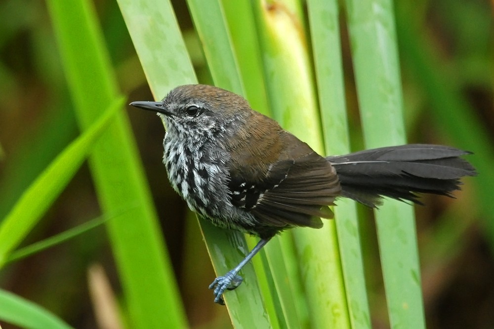 Marsh Antwren (Sao Paulo) - ML91576531