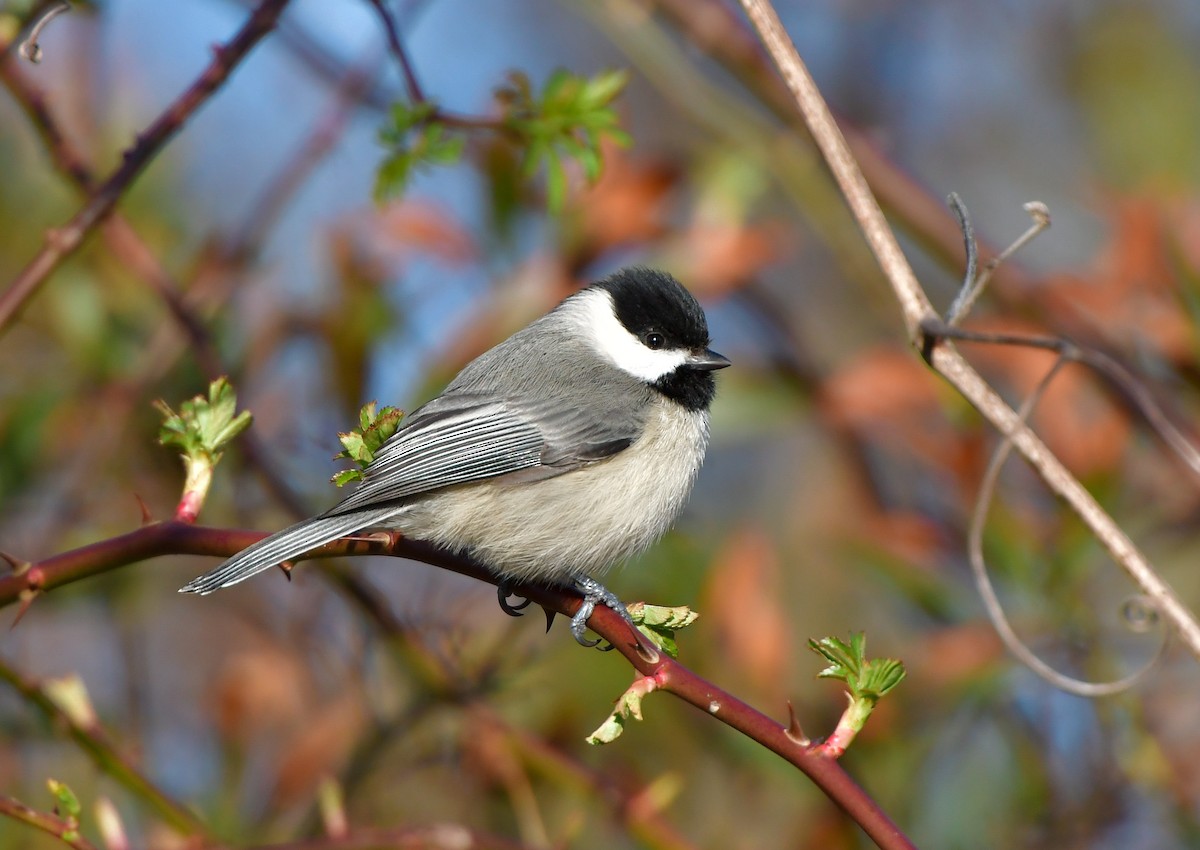 Carolina Chickadee - ML91576971