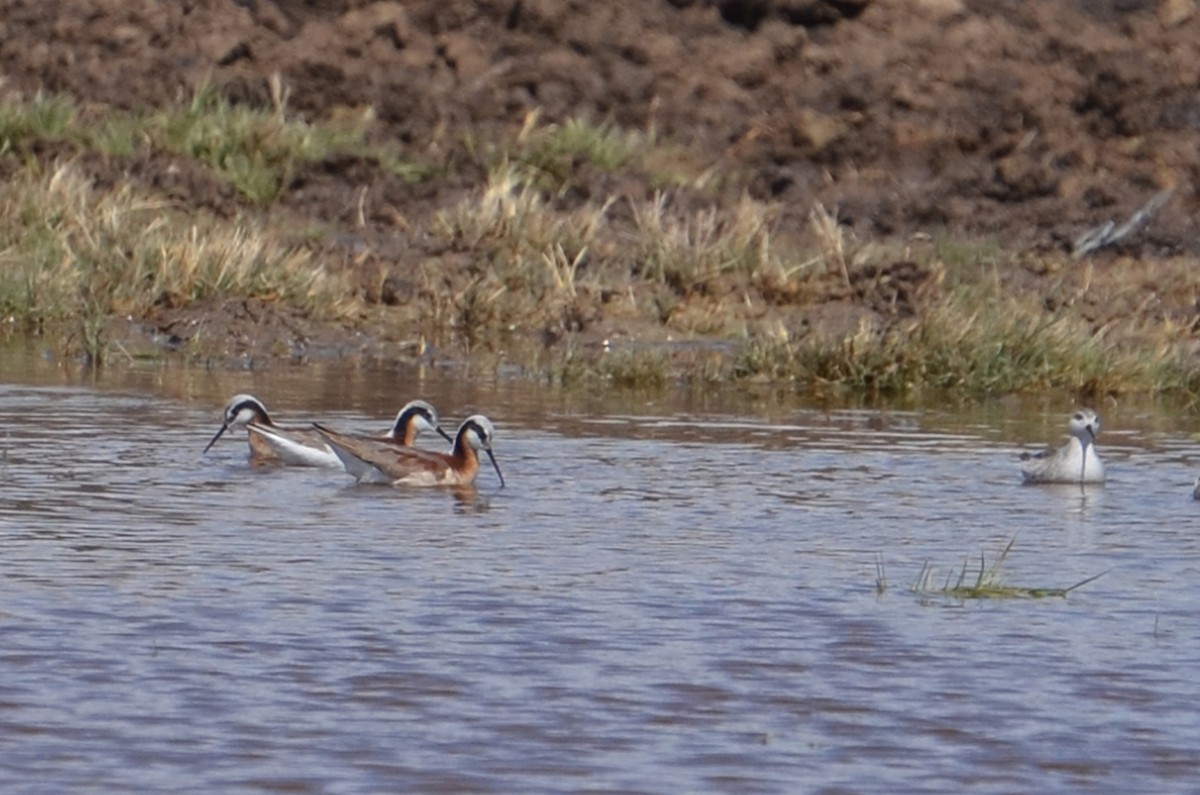 hvithalesvømmesnipe - ML91578751