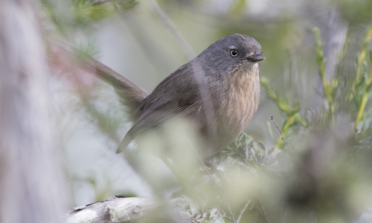 Wrentit - ML91579571