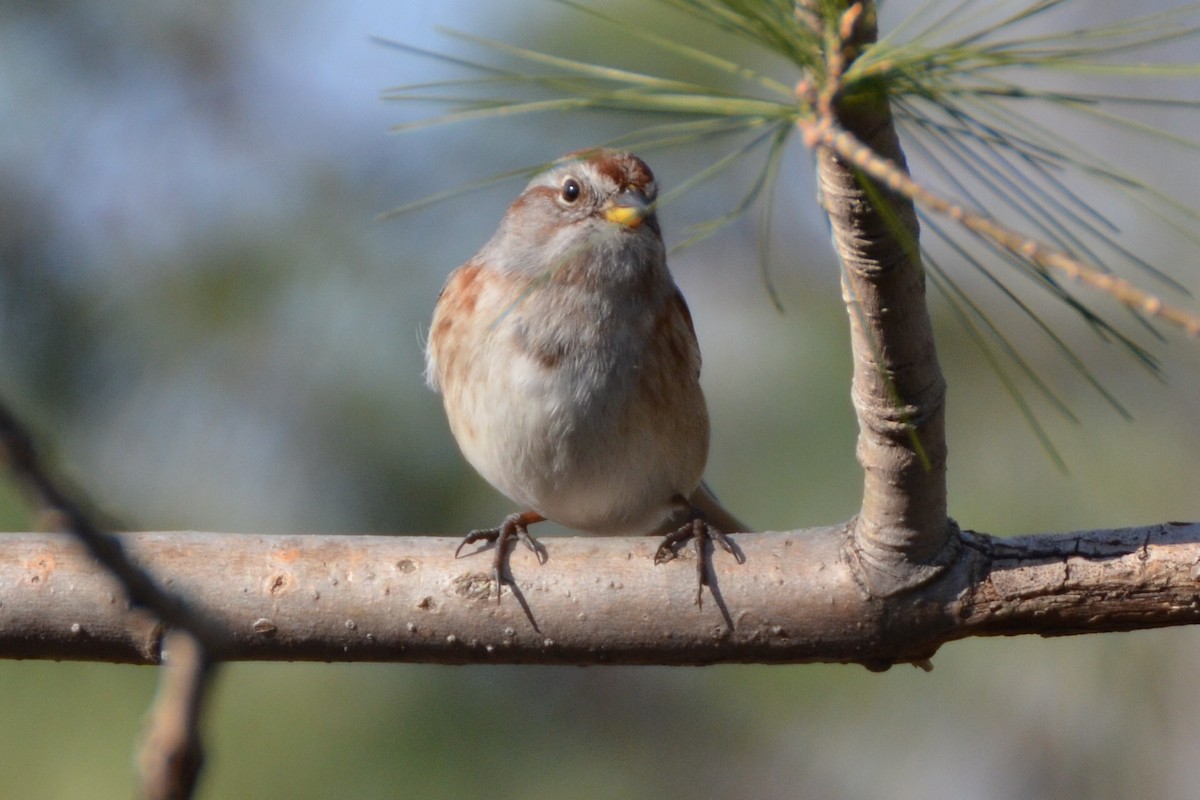American Tree Sparrow - Michael Turso