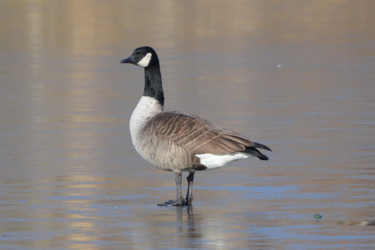 Canada Goose - ML91580951