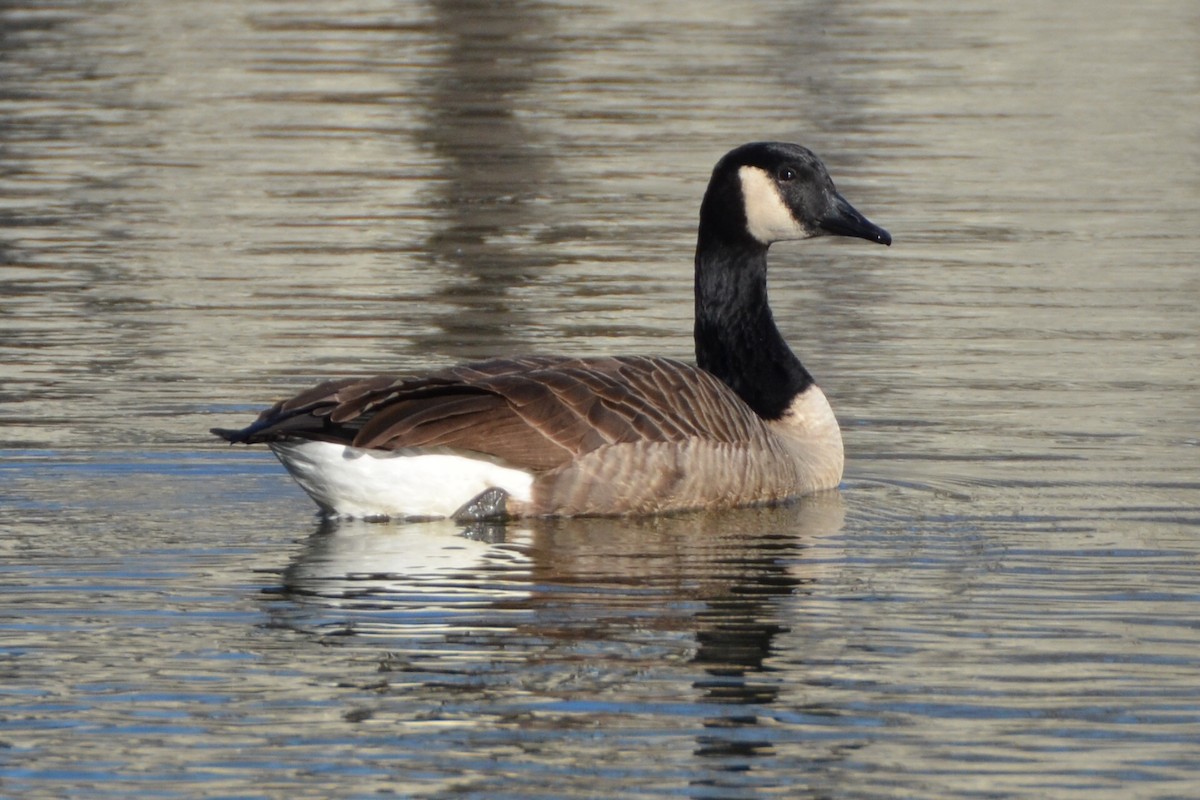 Canada Goose - ML91580961