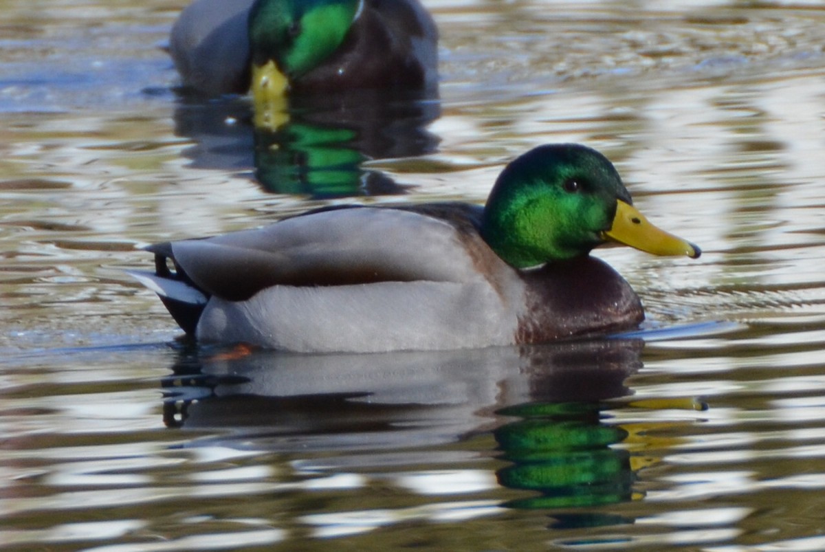 Mallard - ML91581001