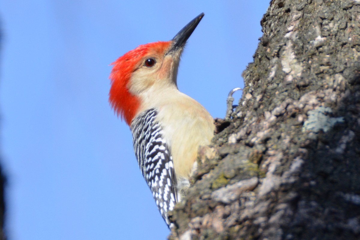 Red-bellied Woodpecker - ML91581041