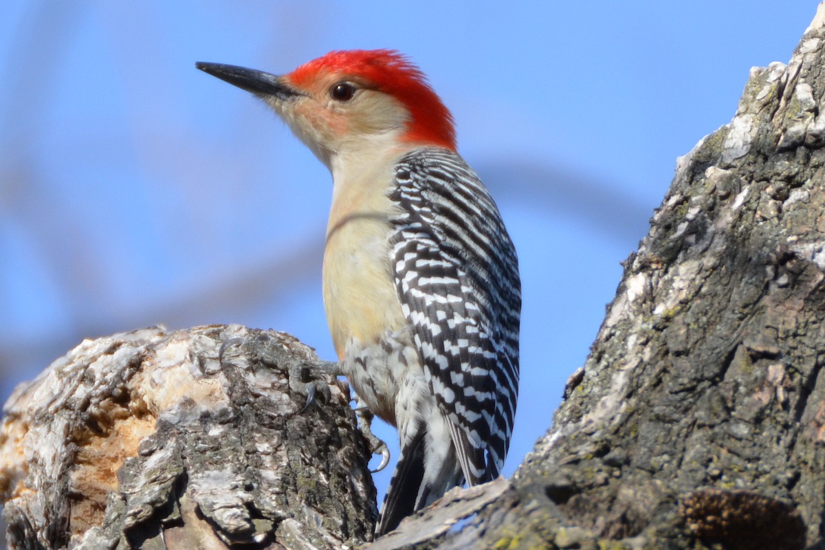 Red-bellied Woodpecker - ML91581051