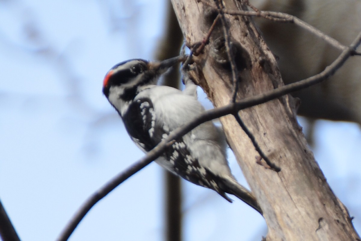 Hairy Woodpecker - ML91581061