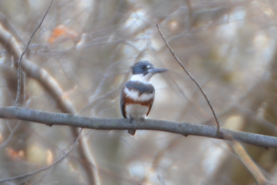 Belted Kingfisher - ML91581511