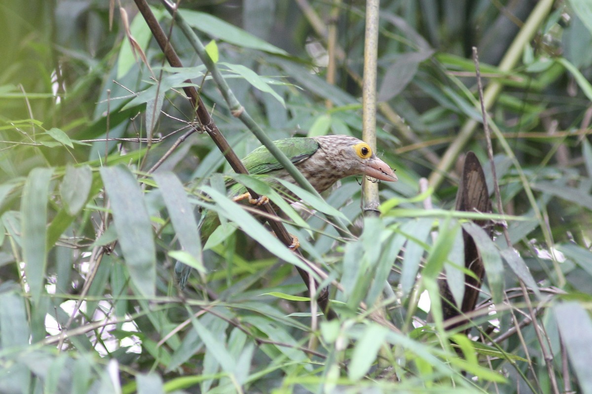 Lineated Barbet - Krit Adirek