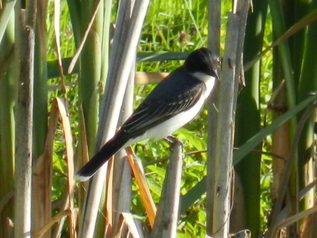 Eastern Kingbird - ML91583871