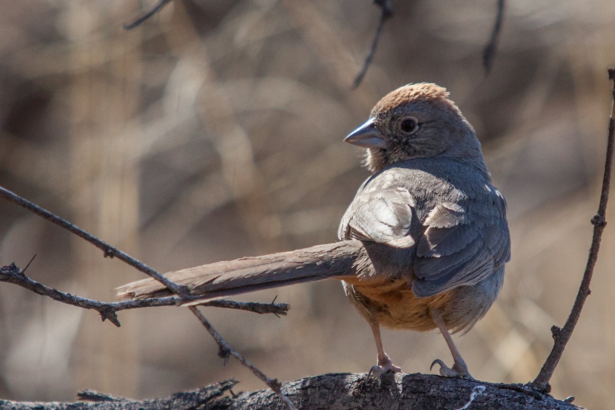 Canyon Towhee - Roger Schroeder