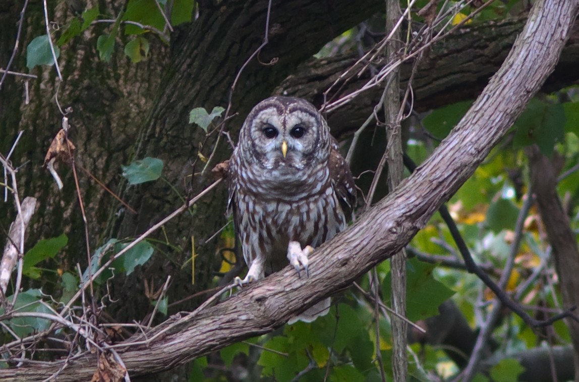 Barred Owl - ML91586421