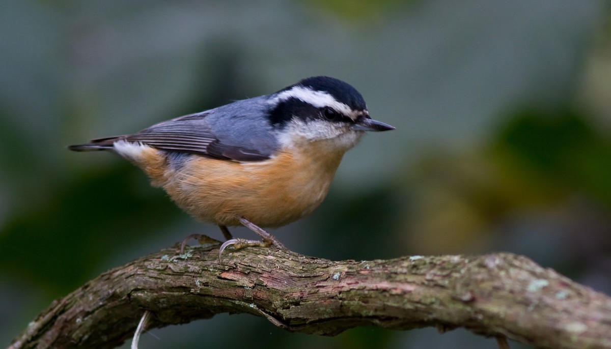 Red-breasted Nuthatch - ML91586771