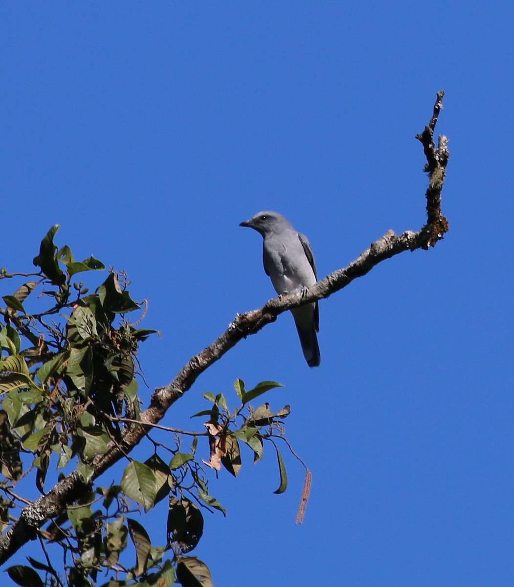 Large Cuckooshrike - ML91586941