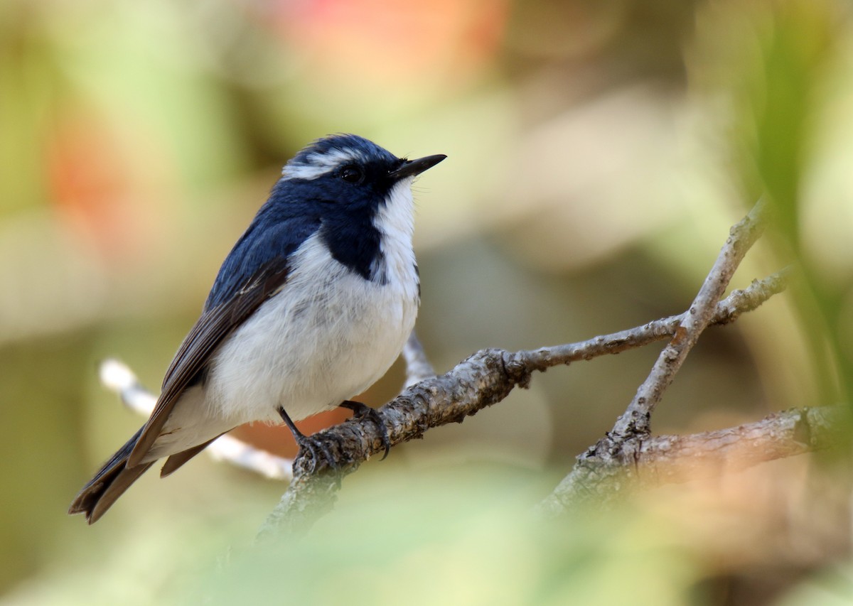 Ultramarine Flycatcher - Paras Raj Bora