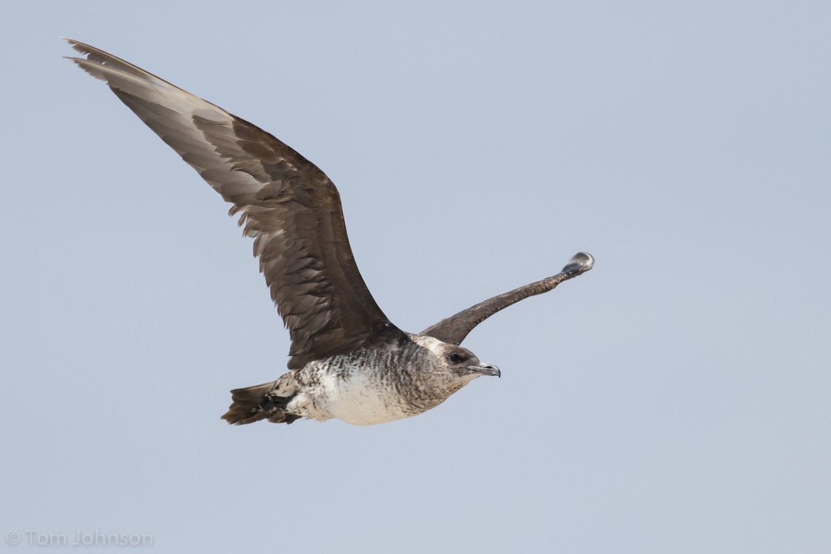 Pomarine Jaeger - Tom Johnson