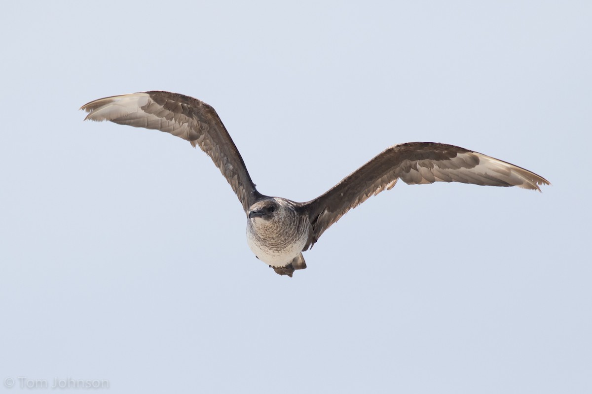 Pomarine Jaeger - Tom Johnson