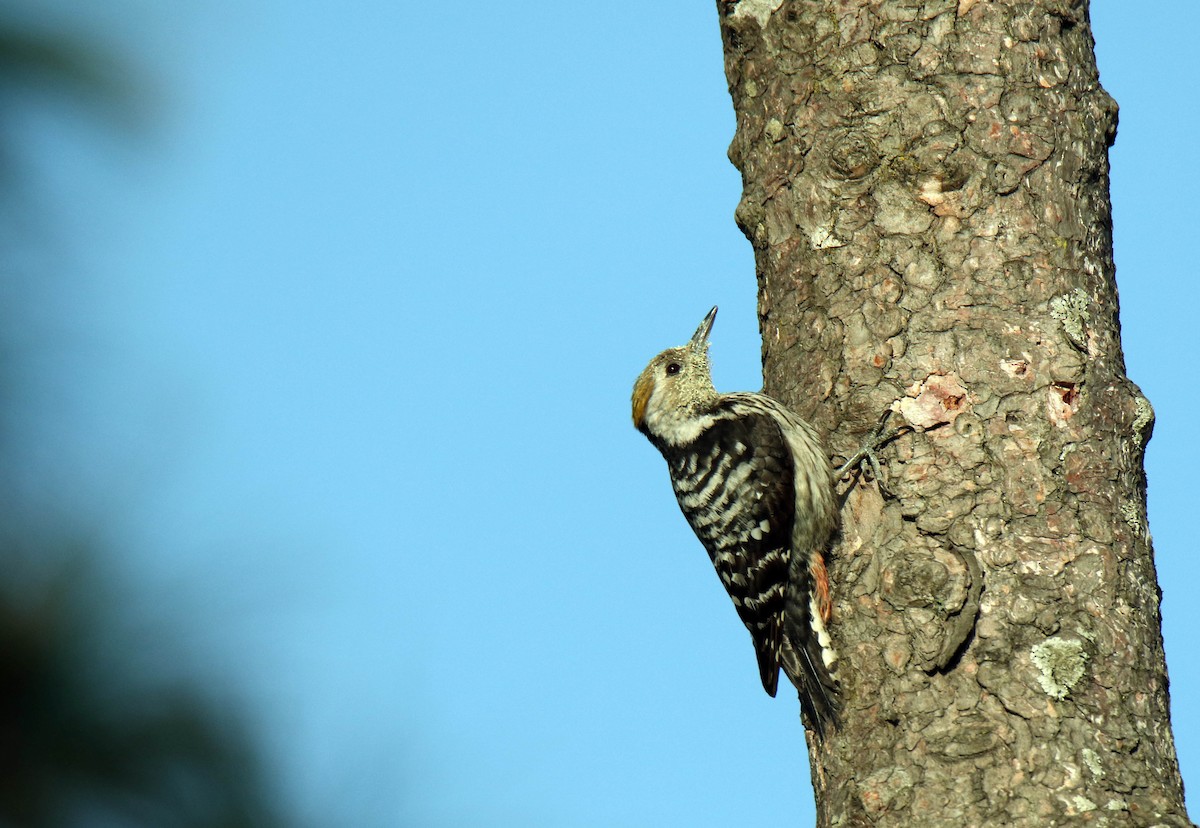 Brown-fronted Woodpecker - Paras Raj Bora