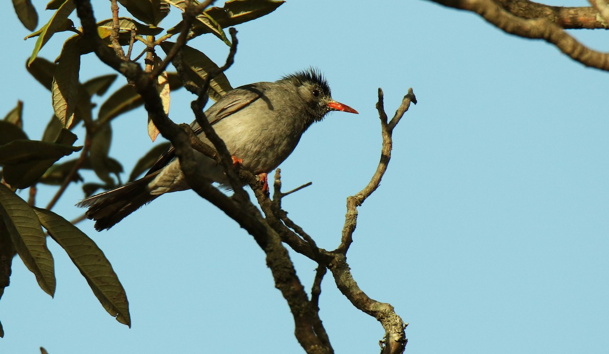 Black Bulbul - Paras Raj Bora