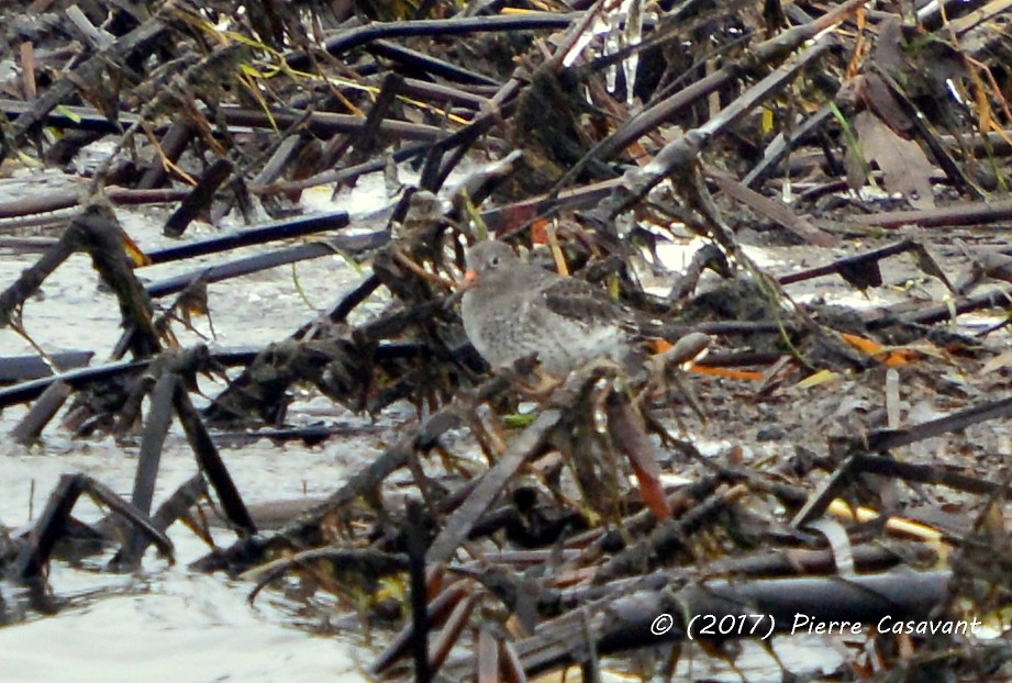 Purple Sandpiper - ML91588971