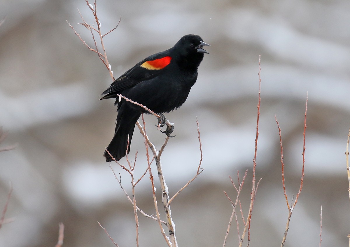 Red-winged Blackbird - ML91591601