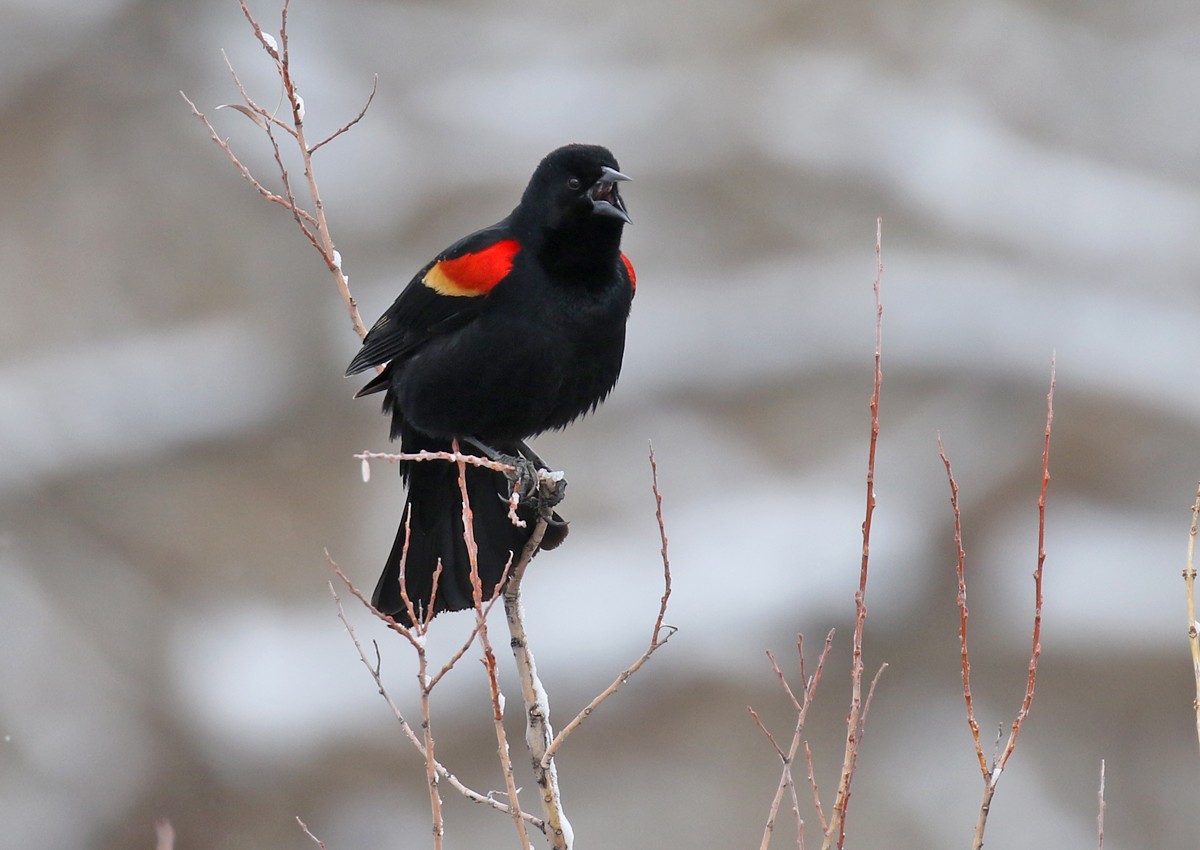 Red-winged Blackbird - ML91591611