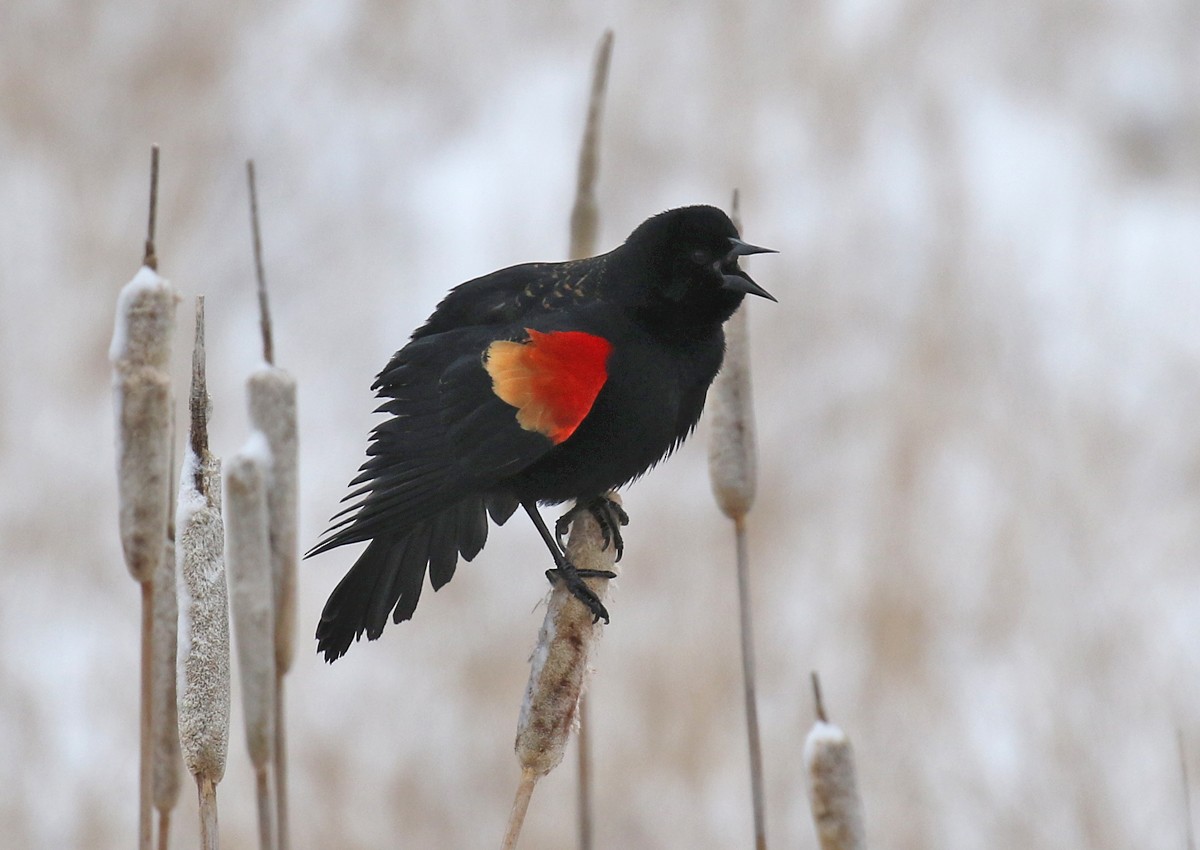Red-winged Blackbird - ML91591621