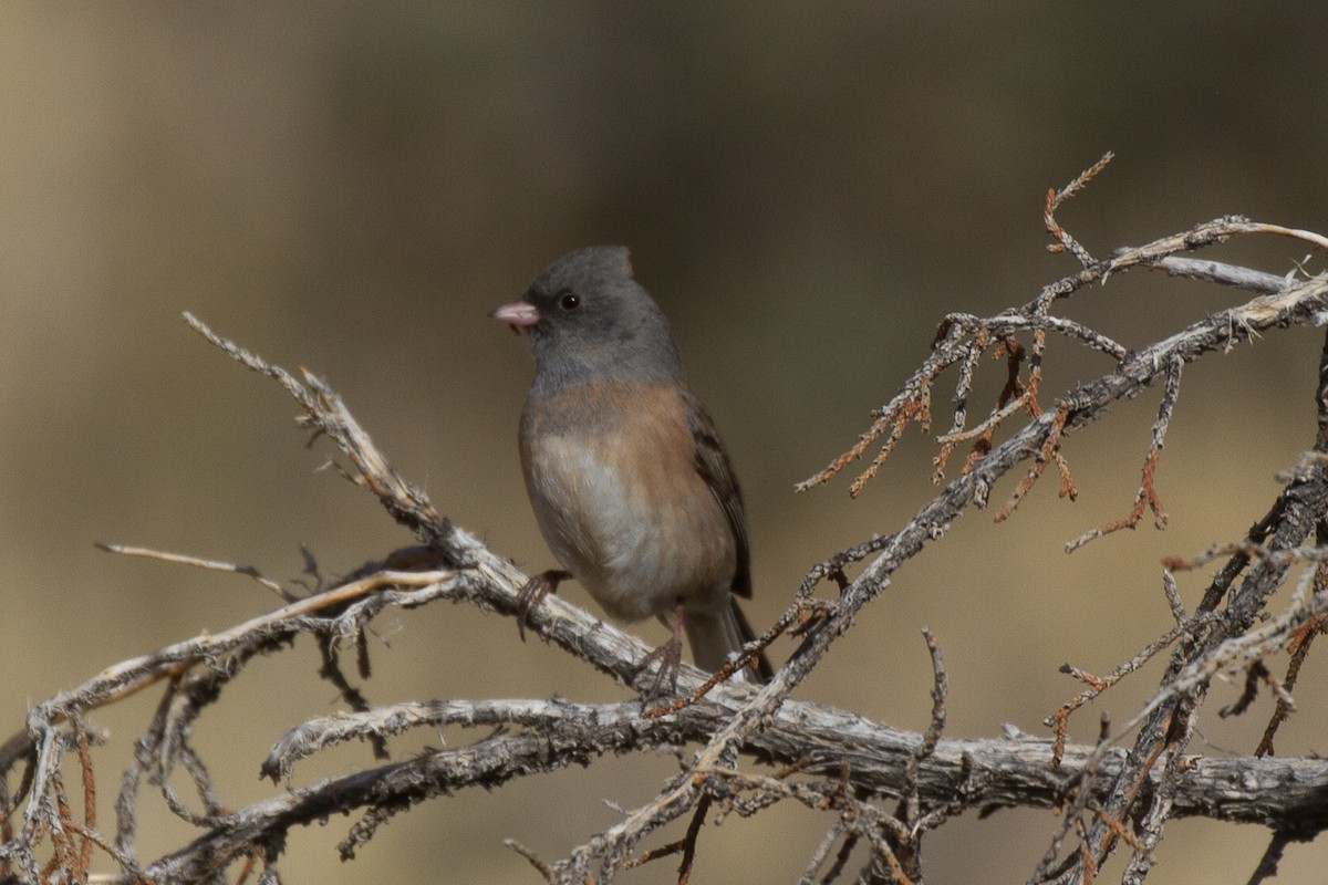 Dark-eyed Junco (Pink-sided) - ML91591991