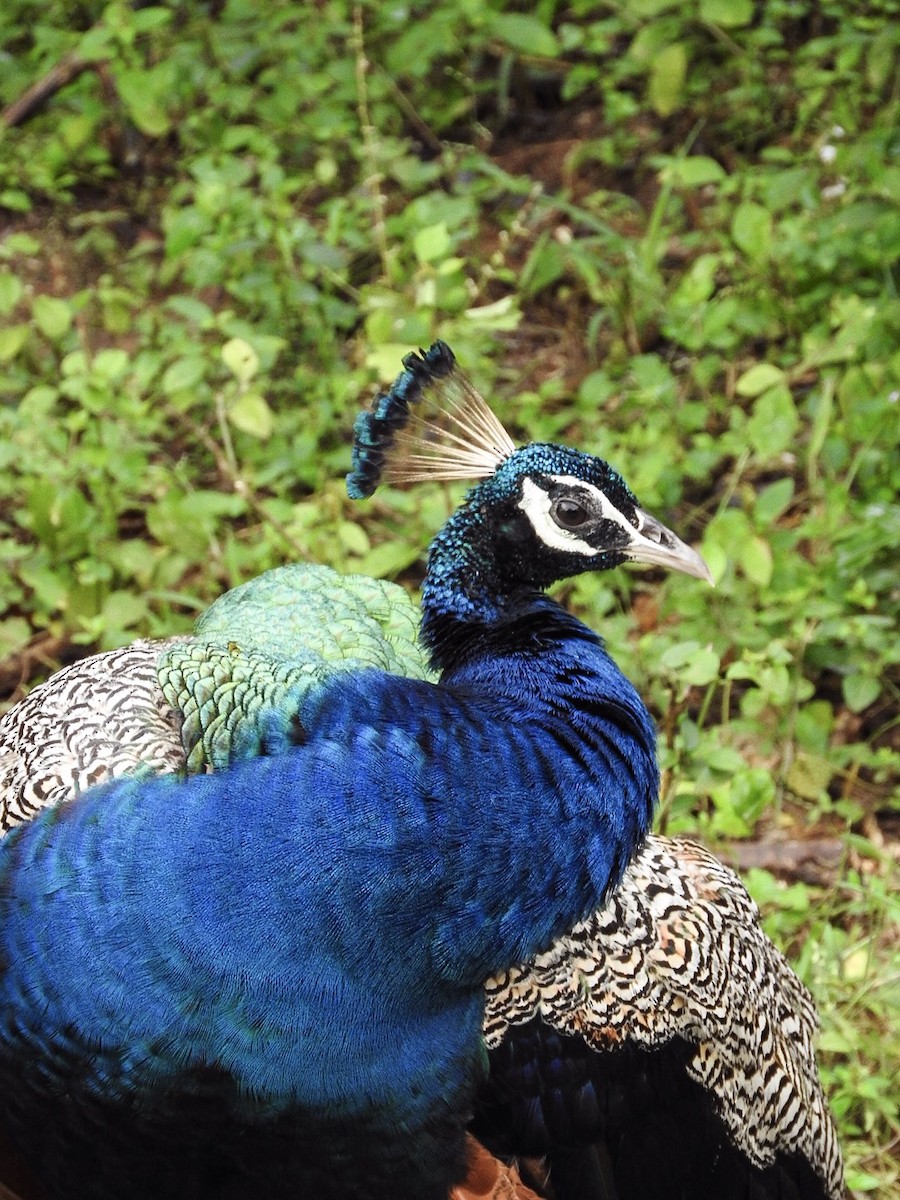 Indian Peafowl - Florian Marchner