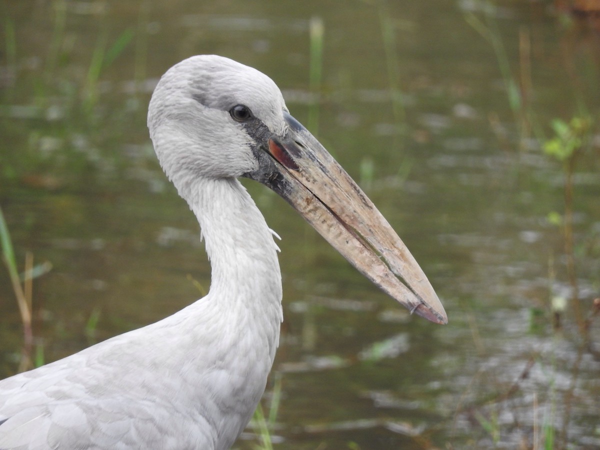 Asian Openbill - Florian Marchner