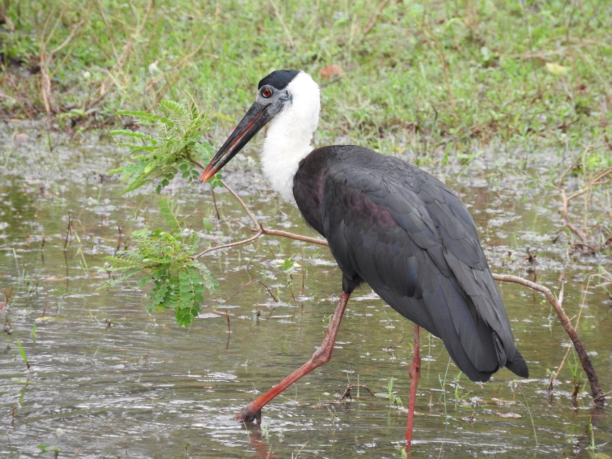 Asian Woolly-necked Stork - Florian Marchner