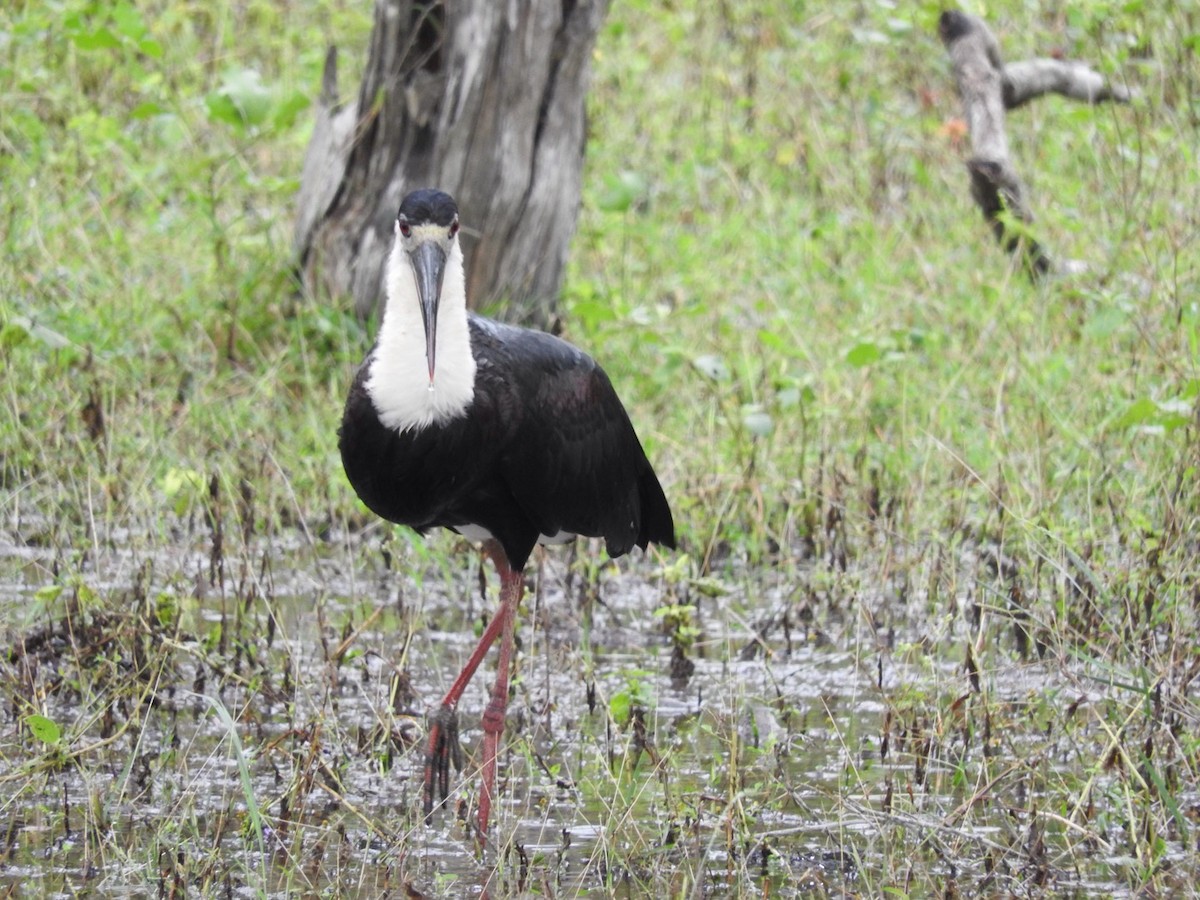 Asian Woolly-necked Stork - ML91592851