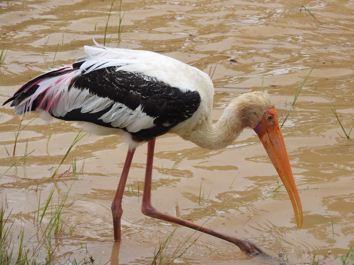 Painted Stork - ML91592931