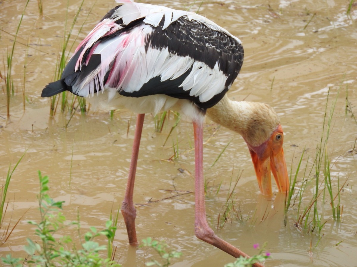 Painted Stork - Florian Marchner