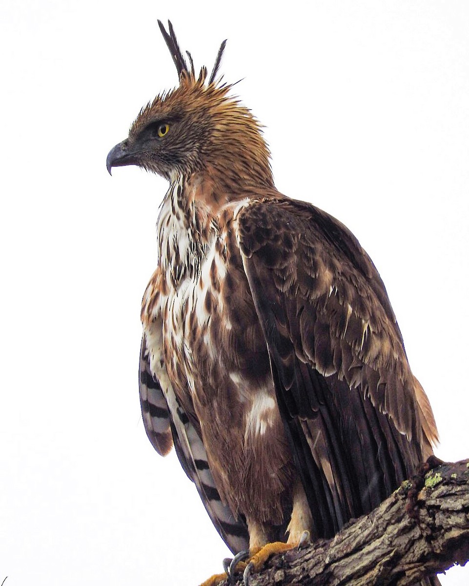 Changeable Hawk-Eagle (Crested) - ML91593021