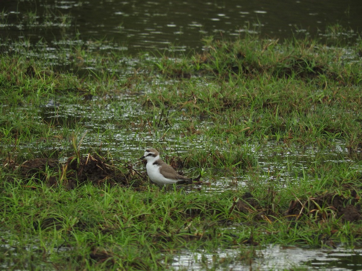 Kentish Plover (Hanuman) - ML91593221