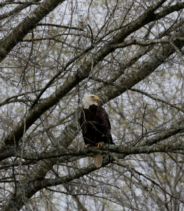 Bald Eagle - Teresa  Dunlap