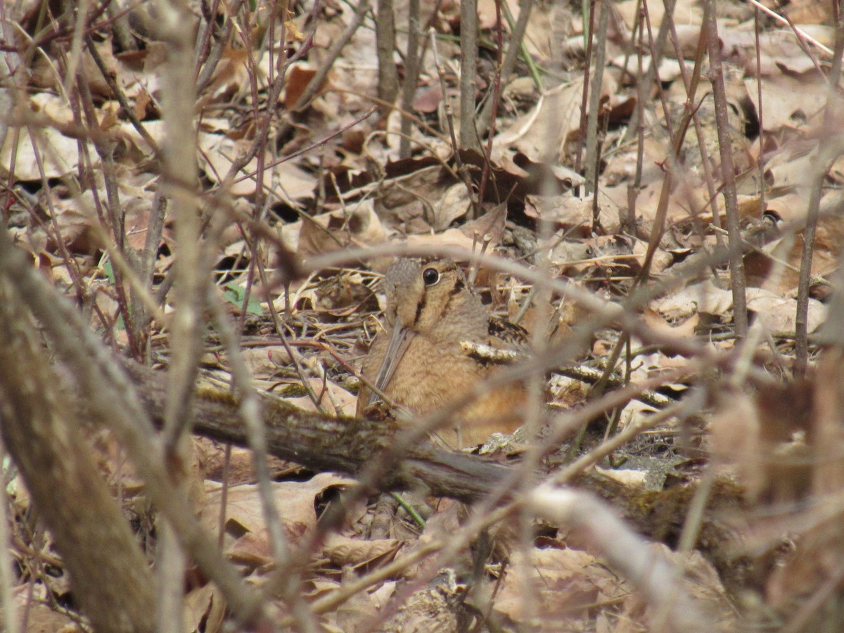 American Woodcock - ML91597221