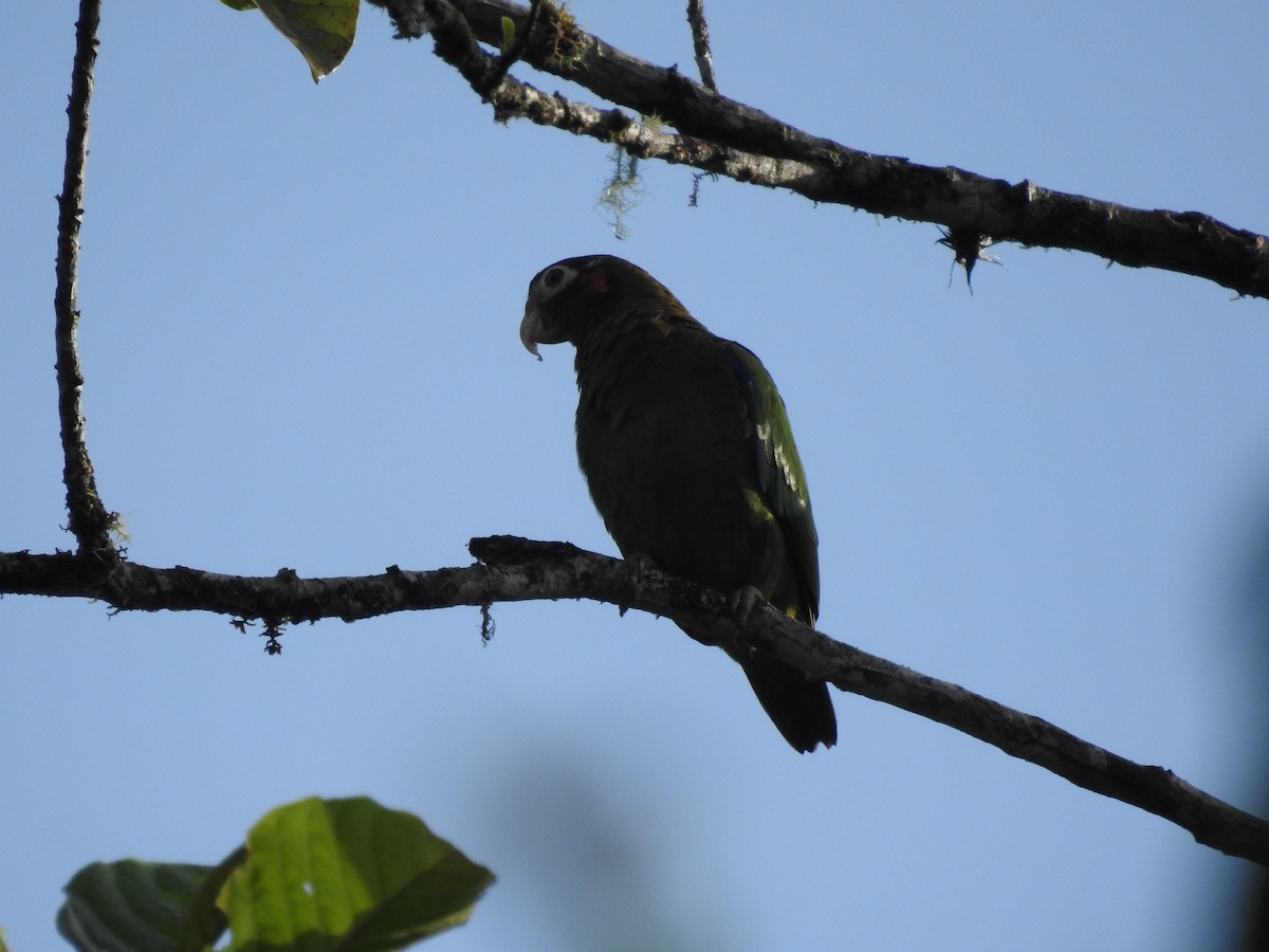 Brown-hooded Parrot - ML91597531