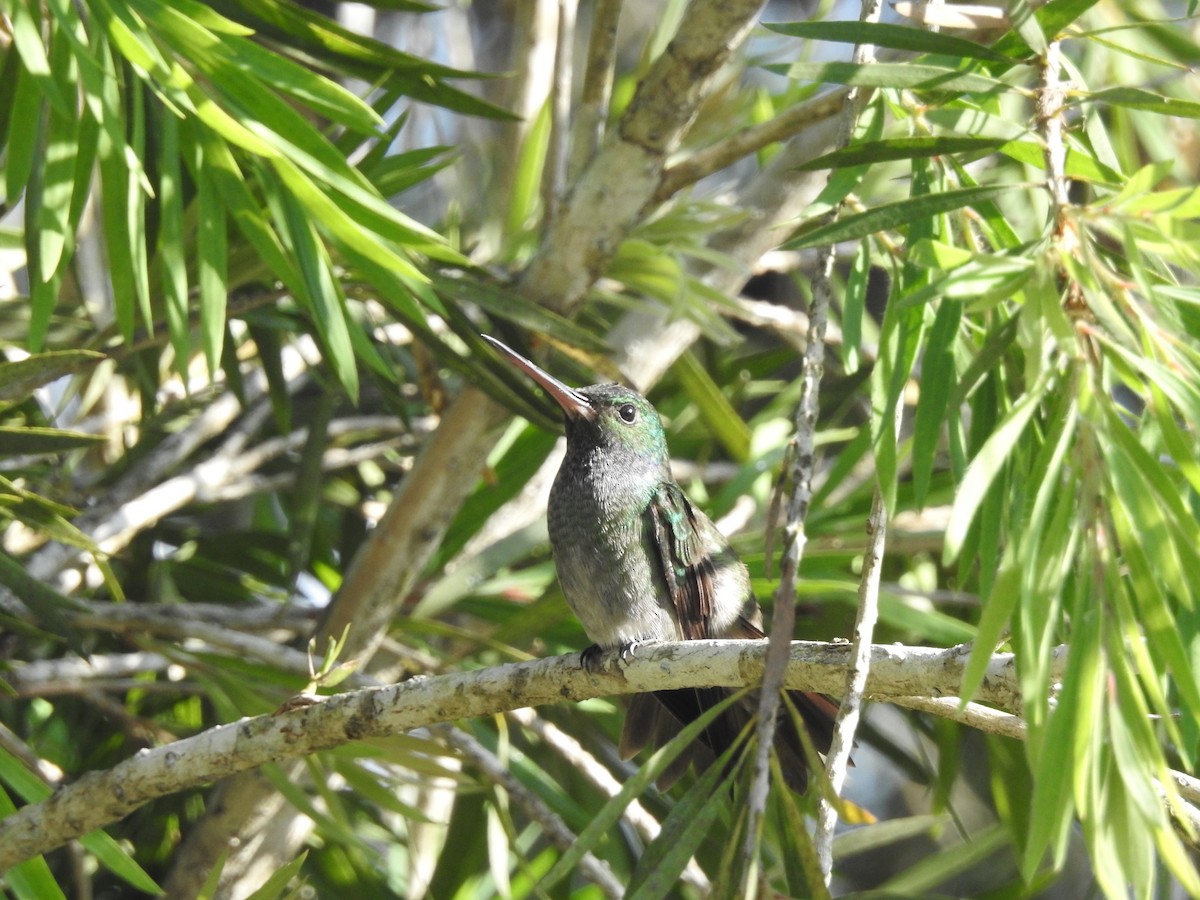 Charming Hummingbird - Sean Verkamp