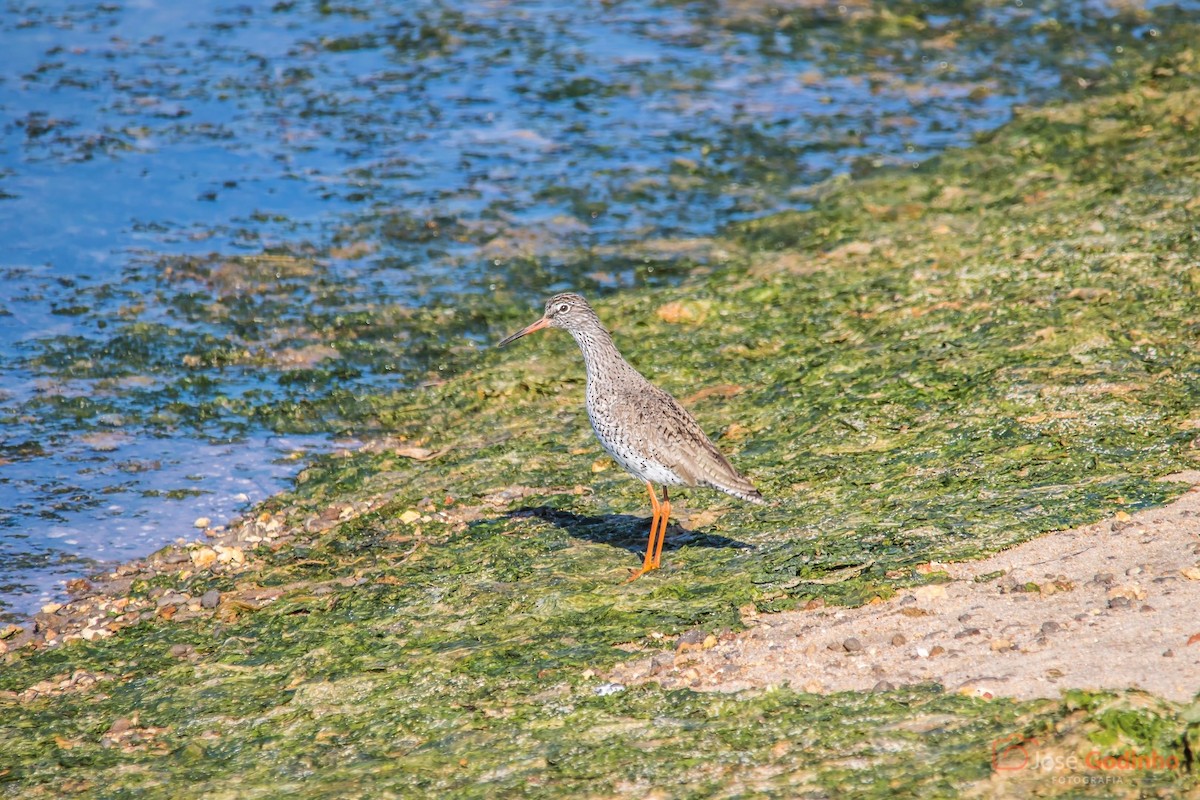 Common Redshank - ML91598701