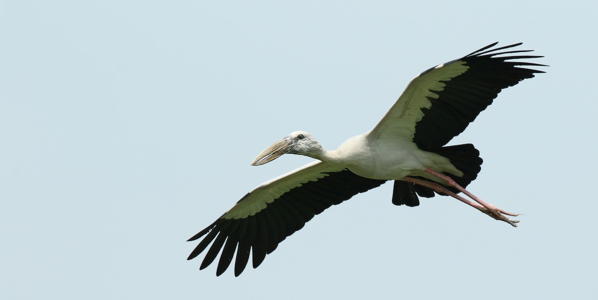 Asian Openbill - Luke Seitz