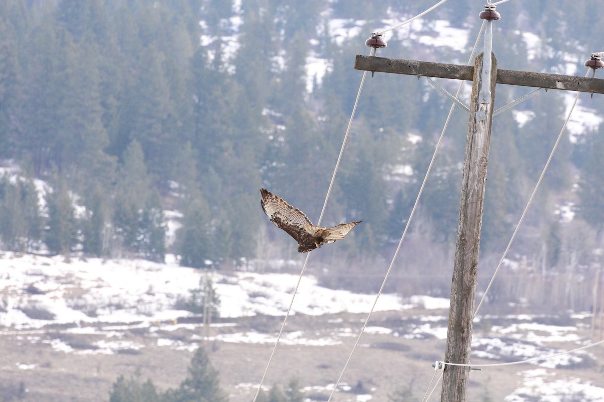 Red-tailed Hawk (Harlan's) - ML91600071