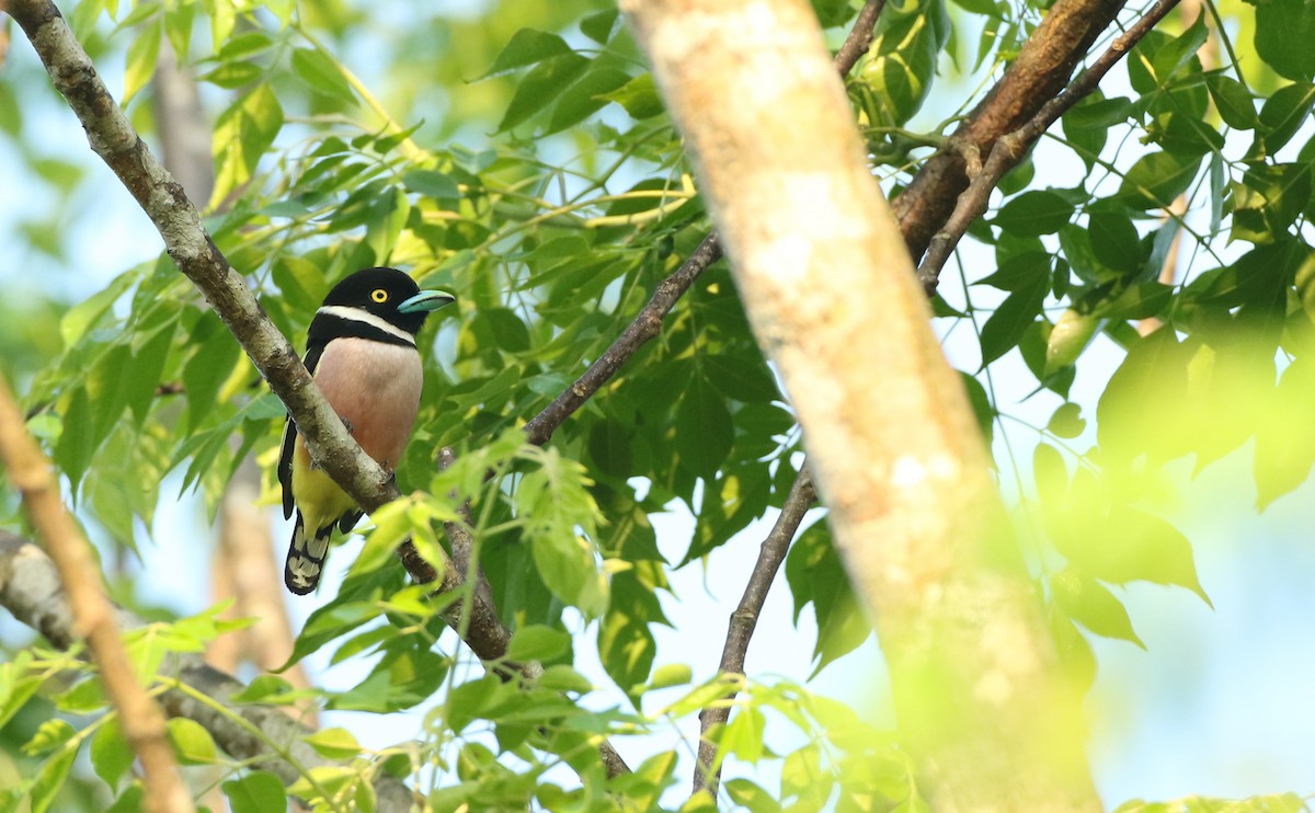 Black-and-yellow Broadbill - Luke Seitz